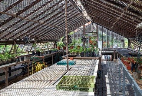 Inside a greenhouse, Chelsea Physic Garden, London, England, UK