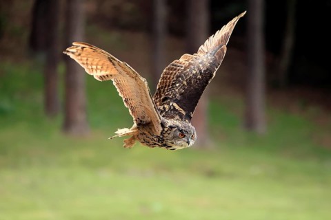 Eurasian Eagle-owl (Bubo bubo), adult, flying, Rhineland-Palatinate, Germany