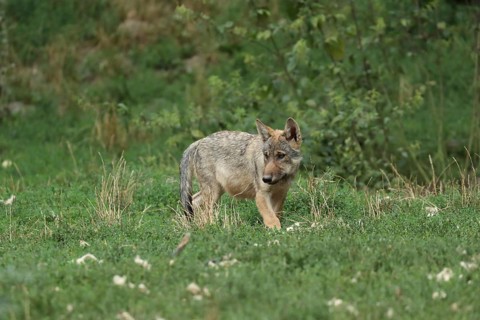 A young wolf in a green meadow, surrounded by nature and grass, wolf (Canis lupus), young in a