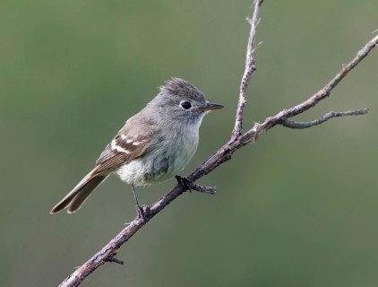 A Dusky Flycatcher, Empidonax oberholseri, perched in Cypress Hills Interprovincial Park,