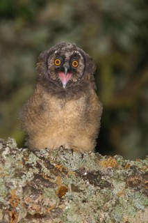 Long-eared Owl (Asio otus) juvenile, Pancas, Portugal