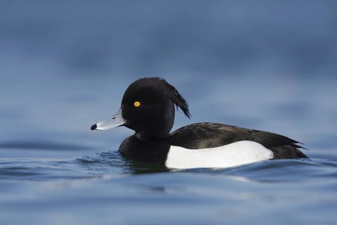 Tufted Duck (Aythya fuligula) male, Baden-Wuerttemberg, Germany