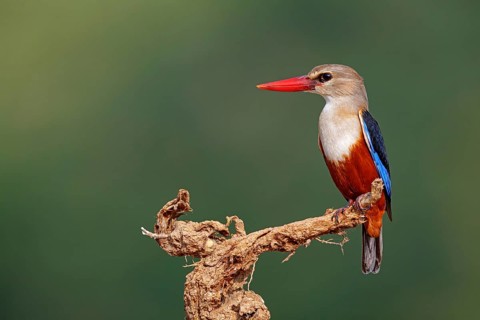 Grey-headed kingfisher, kingfisher, perch, foraging, biotope, habitat, animals, birds, kingfishers,