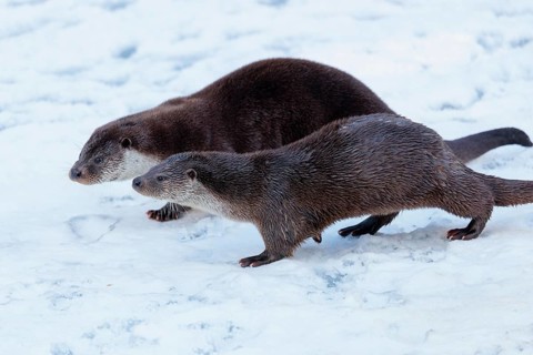 On a sunny day two otters (Lutra lutra) run across the snow-covered frozen river