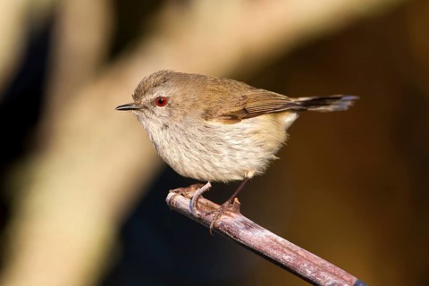 Grey Gerygone (Gerygone igata), Stewart Island, New Zealand