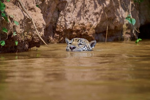 A jaguar swims partially submerged in a mud-coloured river surrounded by rocks and vegetation,