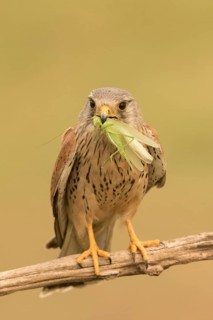 Common Kestrel (Falco tinnunculus) male perched on a branch with captured grasshopper, Serbia