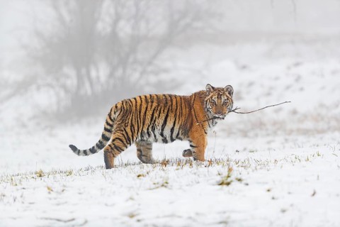 One young Siberian Tiger, Panthera tigris altaica, running over snowy meadow with dense fog in the