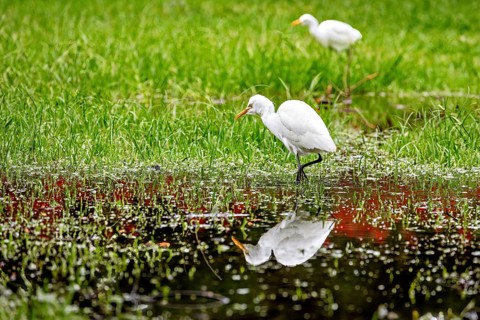 Two white herons on a green meadow, one reflected in the water, Eastern Cattle Egret near Nuwara