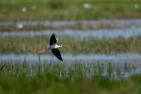 Black winged stilt (Himantopus himantopus) adult wading bird in flight over a lagoon in spring,