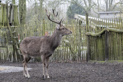 Vietnamese sika deer (Cervus nippon pseudaxis), Nordhorn Zoo, Lower Saxony, Germany