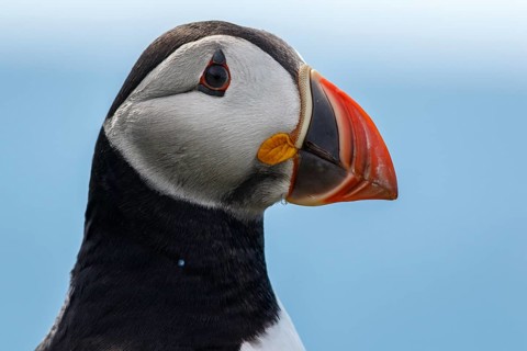 Atlantic Puffin (Fratercula artica), adult portrait, Scotland, United Kingdom