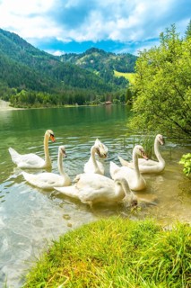 Group of swans swimming and eating grass in lake dobbiaco with the dolomites in the background, on