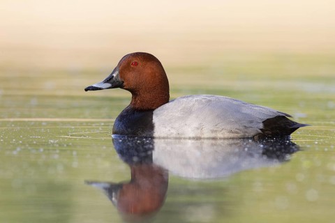 Common Pochard (Aythya ferina) male, Brandenburg, Germany