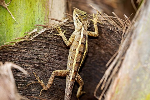 Lizard clinging to tree bark, surrounded by natural colours, The Indian garden lizard near Galle in
