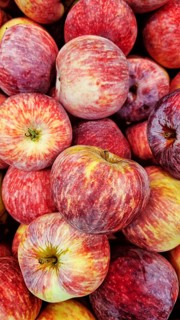 A vibrant collection of freshly picked apples in various shades of red and yellow, showcasing the