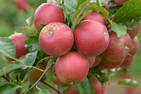 Apple (Malus domestica 'Elise'),  Germany