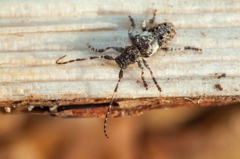 Conifer-wood longhorn beetle, common eyelash buck, pine twig, Pogonocherus fasciculatus,
