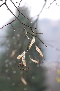 Lime tree branches with raindrops, spring, Germany
