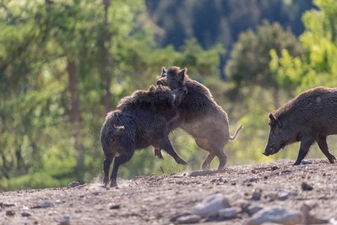 Two wild boar or wild pig (Sus scrofa) fighting on an opening with a green forest in the background