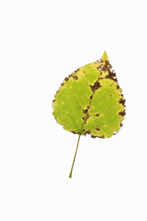 Autumn-coloured leaf of a poplar (Populus), tree, free-standing, Vechta, Lower Saxony, Germany