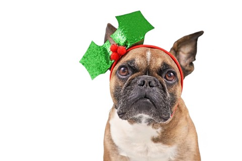 French Bulldog dog with Christmas holly headband on white background