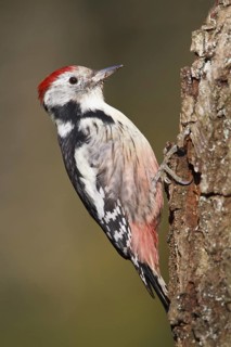 Middle Spotted Woodpecker (Dendrocoptes medius), Germany