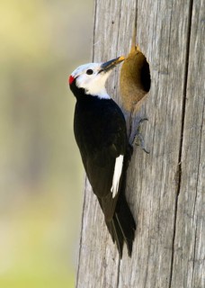 White-headed Woodpecker (Leuconotopicus albolarvatus) male at breeding cavity, Oregon, USA