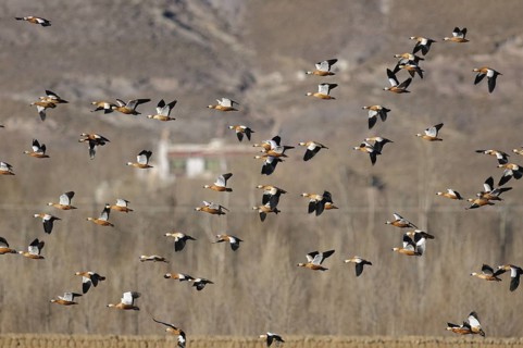 Ruddy Shelduck (Tadorna ferruginea), Tibet, China
