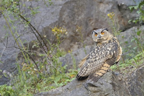 Eurasian Eagle-Owl (Bubo bubo), North Rhine-Westphalia, Germany