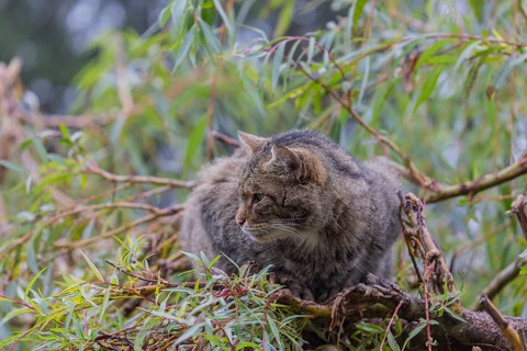 One European wildcat, Felis silvestris silvestris, resting in a green weeping willow tree. Green