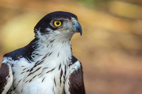 African Hawk-eagle, Acacia eagle, (Aquila spilogaster), perch, Tendaba camp / Tendaba photo hid,