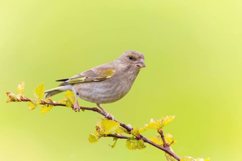 Greenfinch, (Carduelis chloris), Chloris chloris, animals, birds, subfamily of goldfinches and