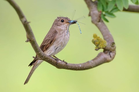 Spotted Flycatcher (Muscicapa striata), Lower Saxony, Germany