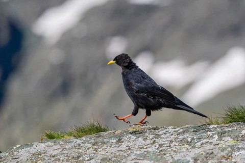 One young Alpine chough or yellow-billed chough (Pyrrhocorax graculus) stands on a rock in the