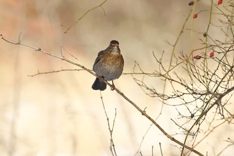 Blackbird (Turdus merula), female, perched on a twig in a bush, Wilnsdorf, North Rhine-Westphalia,