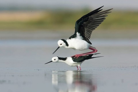 White-headed Stilt (Himantopus leucocephalus) pair mating, Victoria, Australia