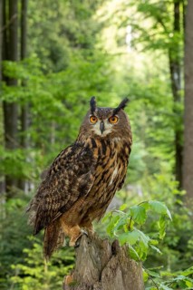 An eagle owl sits alertly on a tree stump in a dense woodland area against a green background, an
