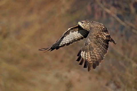Common buzzard (Buteo buteo), in flight, Switzerland