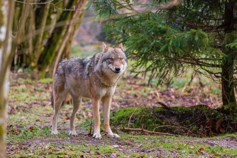 A female eurasian gray wolf (Canis lupus lupus) stands in a forest