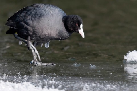Eurasian Coot coot, fulica atra, birds, coot, coot rail, ice, gruiformes, ice, crane birds, rails,