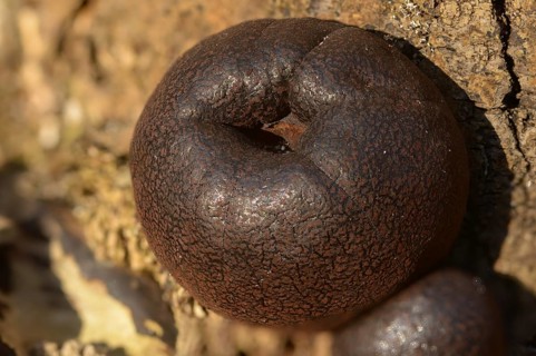 Daldinia concentricav, charcoal mushroom, king Alfred's cake, charcoal ball mushroom, concentric
