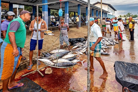 People buy and sell tuna at a lively outdoor market, The fishermen at Matara fishing port in Sri