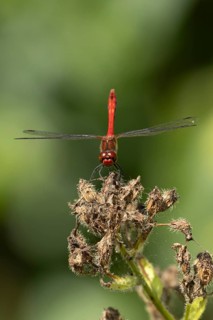 Ruddy darter dragonfly (Sympetrum sanguineum) adult male insect resting on a garden plant seed