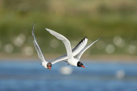 Mediterranean gull (Ichthyaetus melanocephalus) adult bird in flight being chased by a Black headed