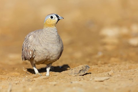 Crowned flying fowl, (Pterocles coronatus), North America, Middle East, family of flying fowl,