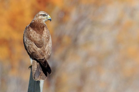 Common Buzzard (Buteo buteo) perched on a pale, Andalusia, Spain
