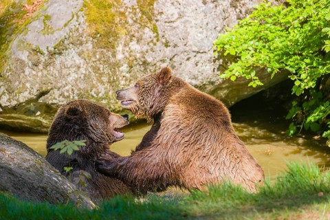 A Eurasian brown bear (Ursus arctos arctos) sow fighting with a big male in a pond