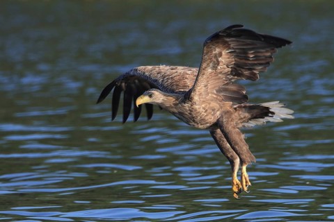 A white-tailed eagle (Haliaeetus albicilla) glides down to the water surface with outstretched