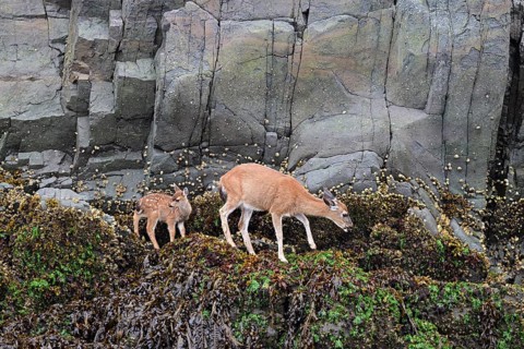 Black-tailed deer (Odocoileus hemionus), doe with fawn, Pacific coast, Vancouver Island